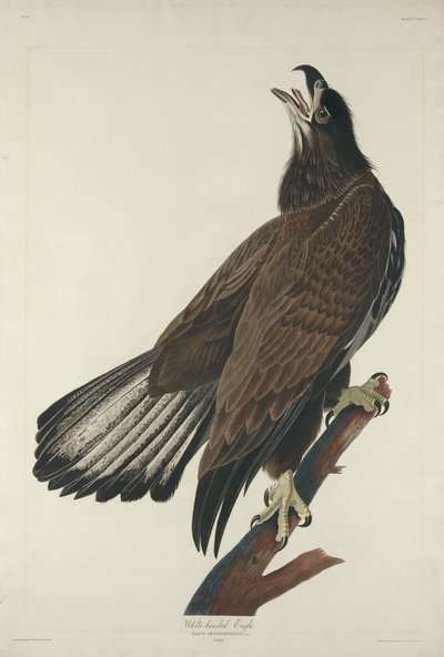 Águila de cabeza blanca, 1832 de John James Audubon